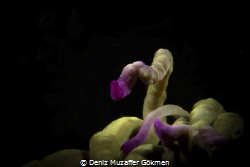 anemon in the greeen water by Deniz Muzaffer Gökmen 